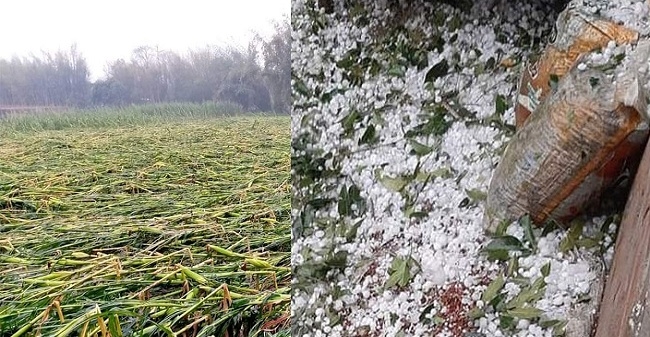 খুলনাসহ ৪ জেলায় হঠাৎ শিলাবৃষ্টি, ফসলের ব্যাপক ক্ষতি